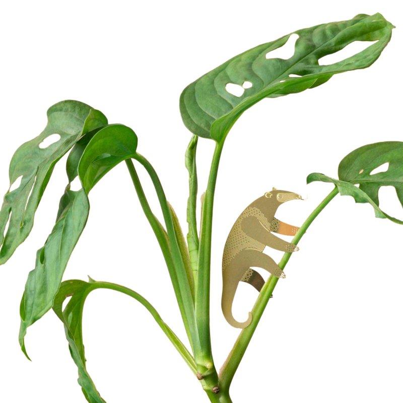 Planten diertje Miereneter Krossproducts | De online winkel voor hebbedingetjes