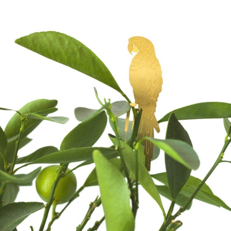 Planten diertje Papegaai