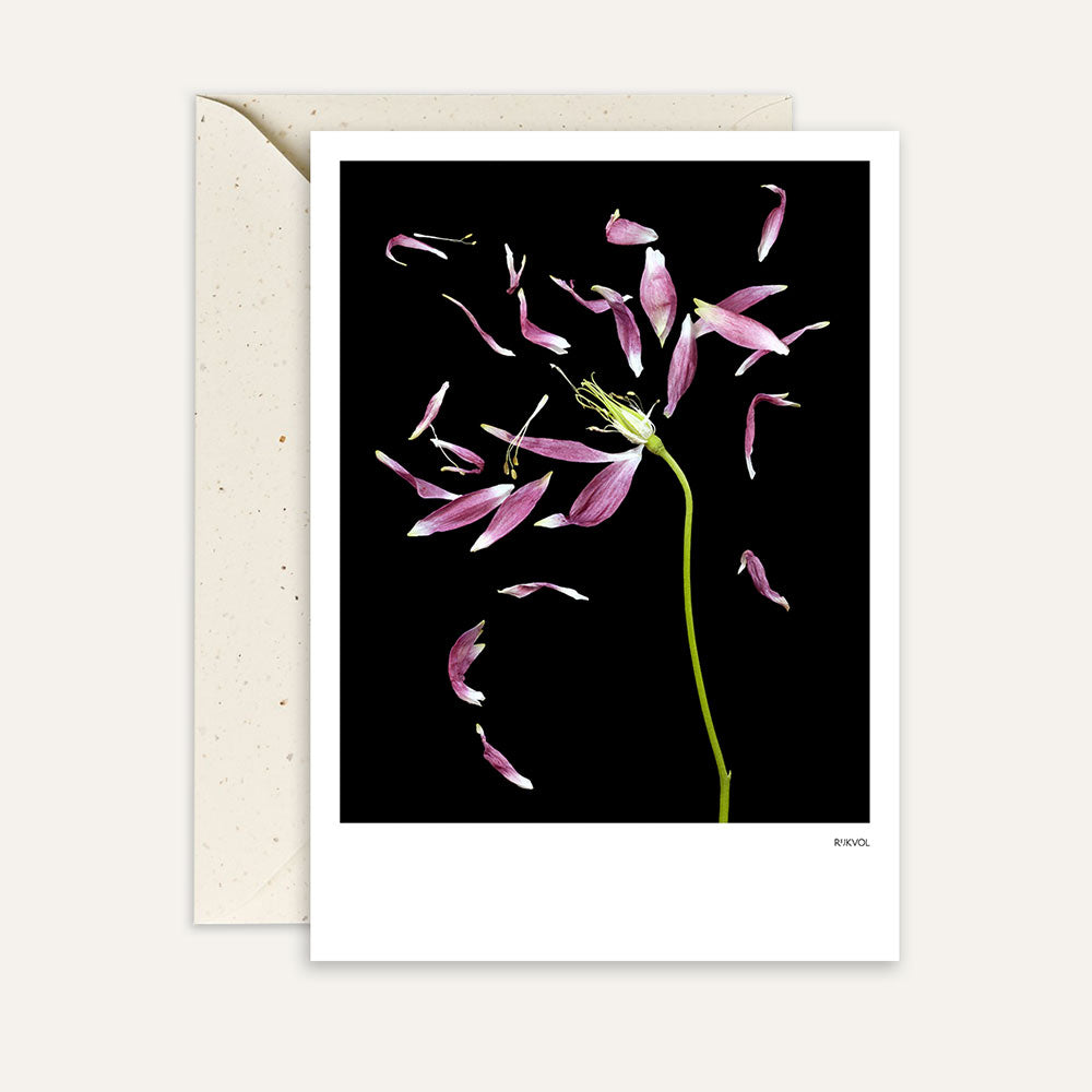 Carte Black Edition Petallove 03