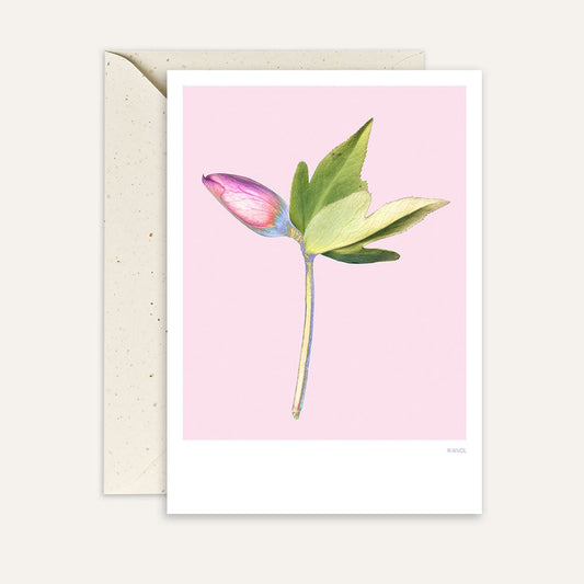 Kaart Hellebore 02